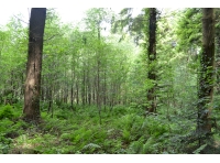 In the northern corner of the woodland you will find a small and young plantation of mixed broadleaves 