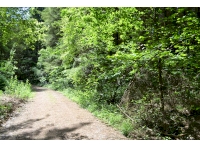 A view of the track that leads to the woodland