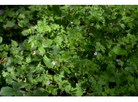 Herb Robert - One of a number of woodland flowers that can be found