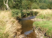 Coed Graig-y-Twrch