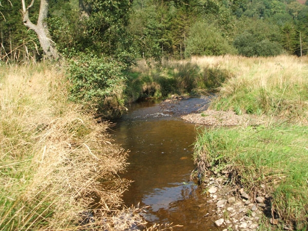 Coed Graig-y-Twrch