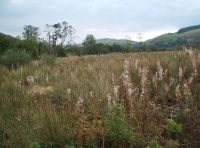 Coed Graig-y-Twrch