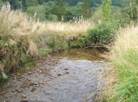 Coed Graig-y-Twrch