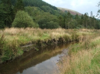 Coed Graig-y-Twrch