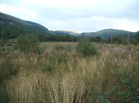 Coed Graig-y-Twrch