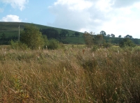Coed Graig-y-Twrch