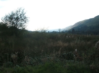 Coed Graig-y-Twrch