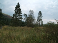 Coed Graig-y-Twrch