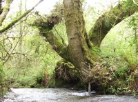 Coed Gwili - SOLD