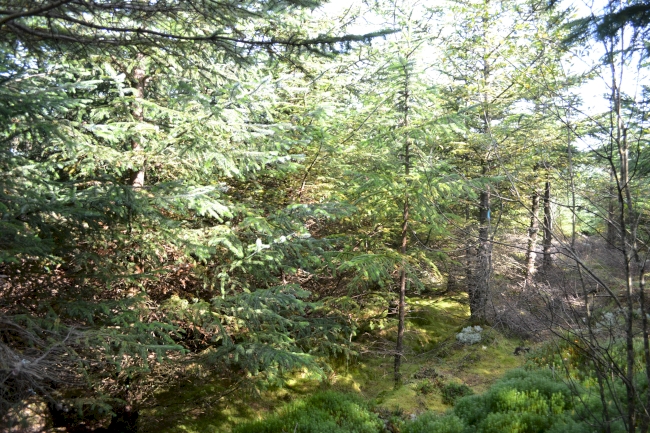 Coed Hafen