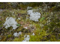 Various moss and lichen speeches can be found within the woodland