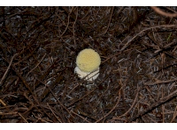 Baby Fly Agaric (Amanita muscaria)