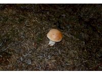 Cep (Boletus edulis)
