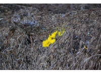 Fuligo septica - Unfortunately its common name is 'dog vomit slime mould'