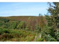 Views from the western boundary looking north with the woodland on the right