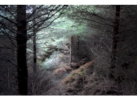 Walking track cut through the middle of the woodland