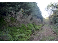 Stone track that leads along the northern boundary to the camping/bbq area