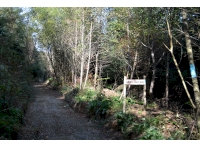 The entrance of the woodland and the private track leading to the parking area