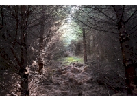Walking track cut through the middle of the woodland