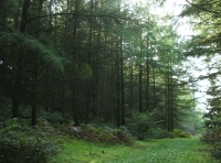 Coed Hebog - SOLD photo 2