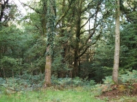 Coed Hebog - SOLD photo 4