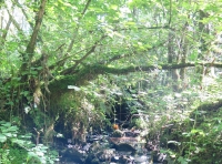 Coed Marchogion - Knight Wood - SOLD