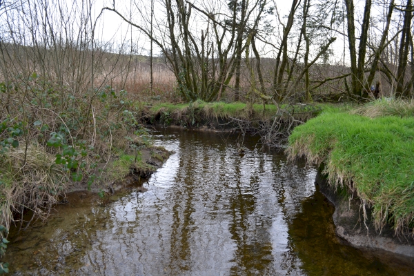 Coed Nant-y-Llyn