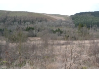View across the woodland towards the river