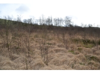 Naturally regenerating broadleaves 