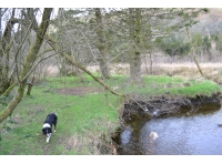 The grassland area by the river