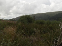 A 2008 summer view