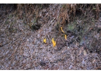 Yellow Stagshorn fungus (Calocera viscosa)