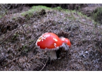 Fly Agaric (Amanita muscaria)