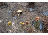 The fungus to the background is a Bitter Bolete (Tylopilus felleis)