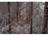 Small track leading through the middle of the woodland
