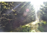 Western boundary of the woodland