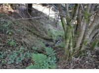 Small stream that passes through the woodland and past the camping/bbq area