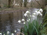 Coed Onnen - Ash Tree Wood