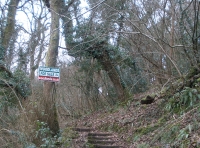 meandering woodland steps