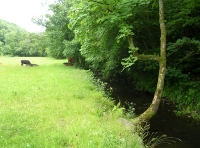woodland edge and neighbouring meadow