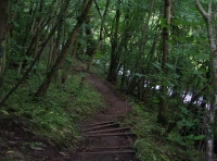 winding woodland path