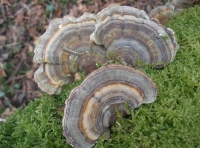 bracket fungus