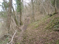 woodland in winter