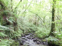Coed Rhaedr - Wood Of The Waterfall