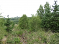 Coed Rhostir - Heath Wood