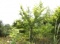 Coed Rhostir - Heath Wood - SOLD photo 2