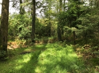 Coed Rhydoldog - SOLD