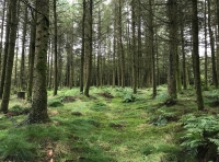 Coed Rhydoldog - SOLD photo 3