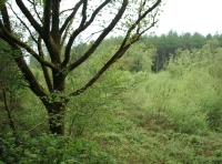 Coed Rhydoldog - SOLD photo 6
