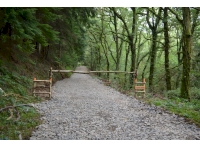 Woodland entrance with track leading to the middle of the wood